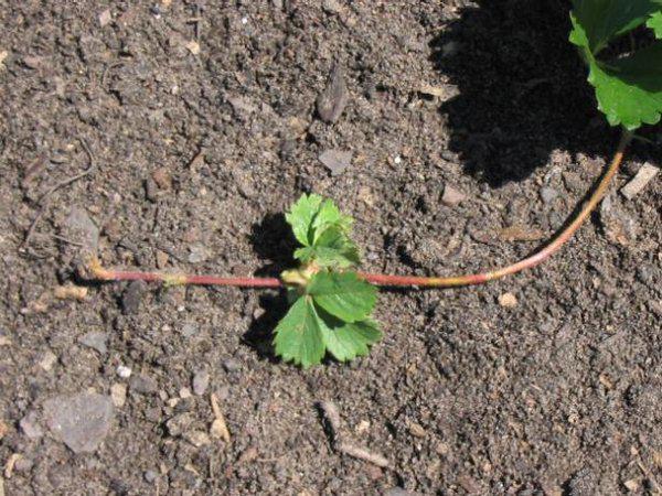 Как посадить и вырастить клубнику 5