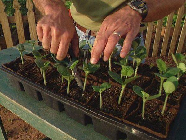 Как вырастить из семян рассаду кабачков и высадить в грунт 3