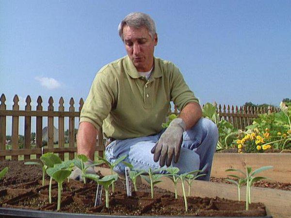 Как вырастить из семян рассаду кабачков и высадить в грунт 5