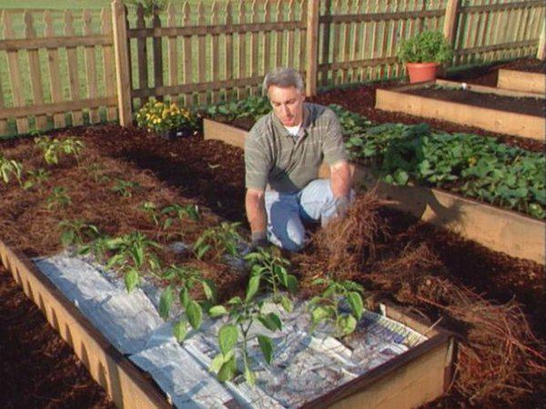 Как посадить перцы, чтобы получить хороший урожай 4