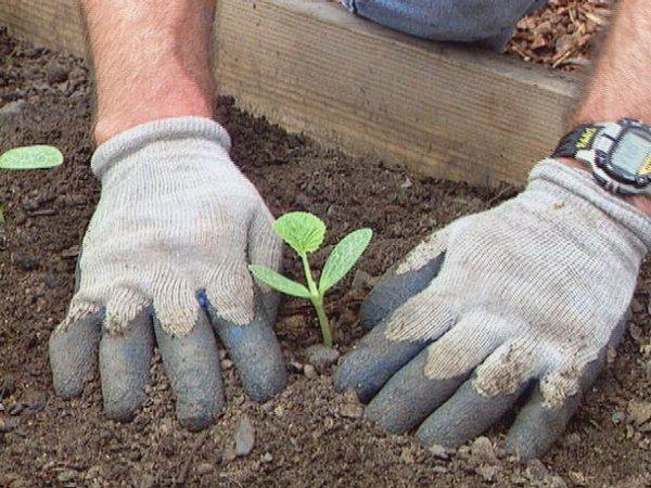 Как вырастить из семян рассаду кабачков и высадить в грунт 6
