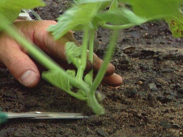 Как вырастить из семян рассаду кабачков и высадить в грунт 7